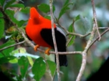 Imagen Cascada Yavintza 